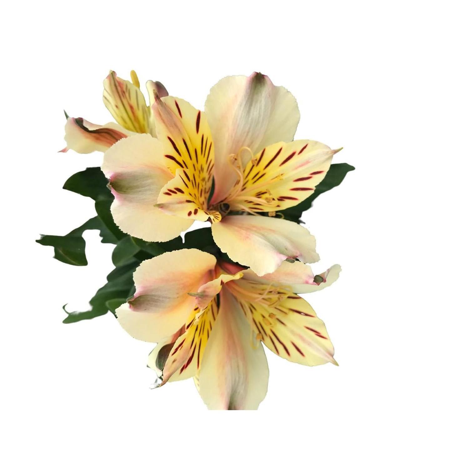 Inca Alstroemeria Inca Sundance Cm Mitre