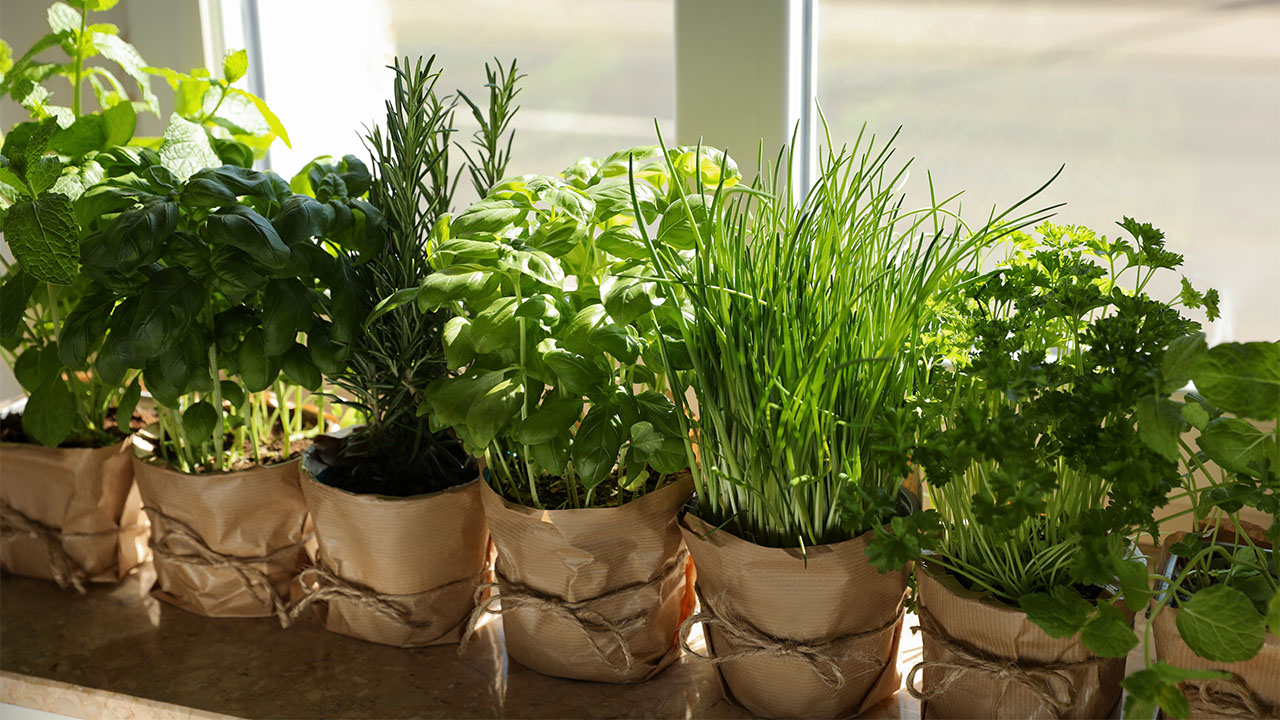 Create a windowsill herb garden