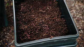 A beginner's guide to worm farming