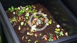 Food scraps inside a black worm farm bin to feed the worms inside
