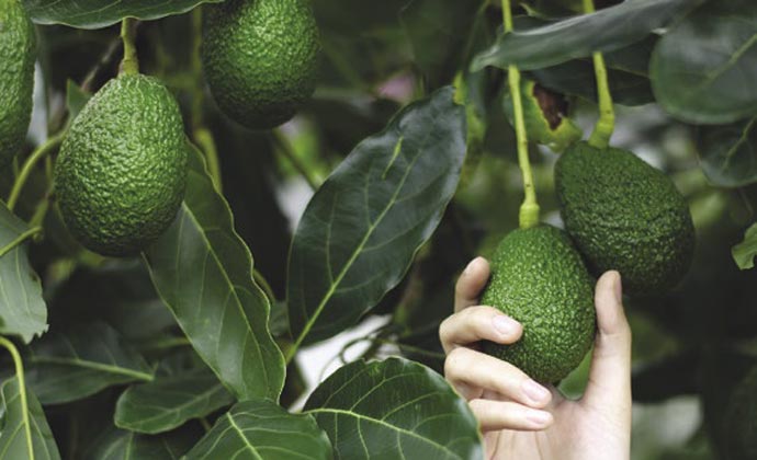 How to grow avocados