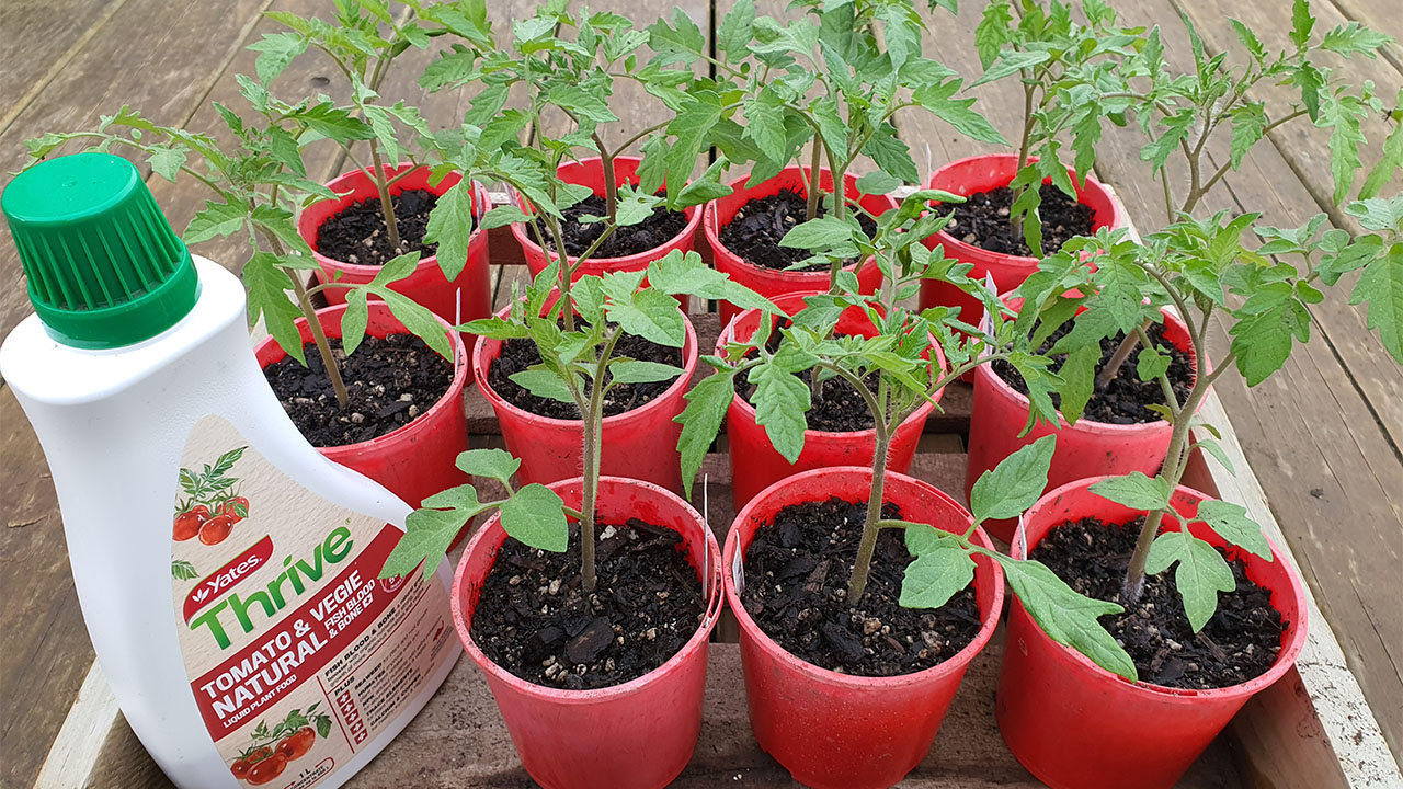 Grow the best tomatoes this season