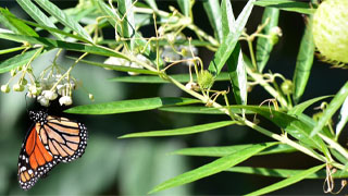 Kids Guide to Swan Plants & Monarch Butterflies