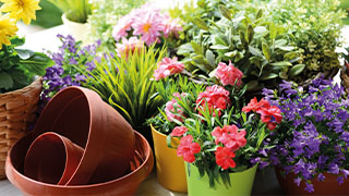 Accessorise your entertaining space with plants