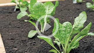 How to build a raised vege garden