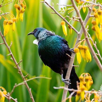 Kowhai Tui