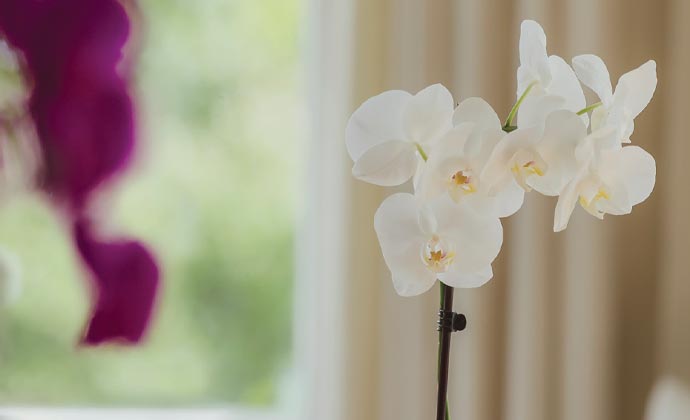 How to grow orchids
