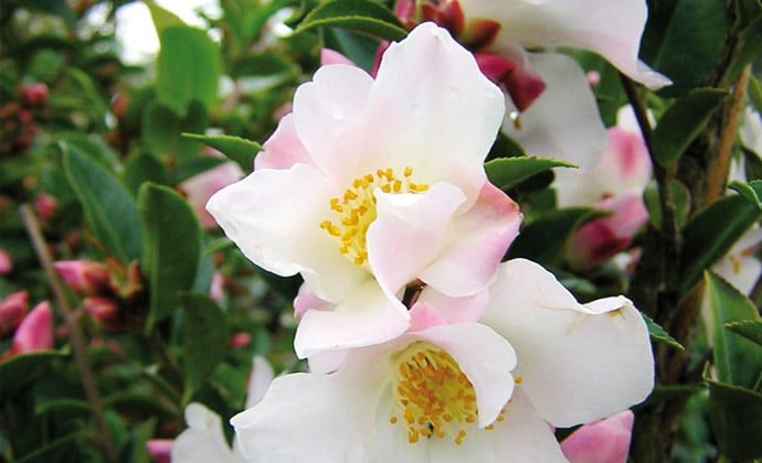 How to grow camellias