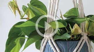How to grow indoor plants