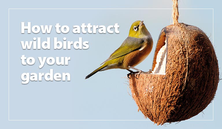 How to attract wild birds to your garden
