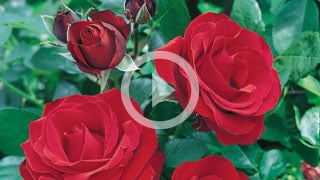 How to grow roses