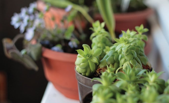 How to grow plants in containers