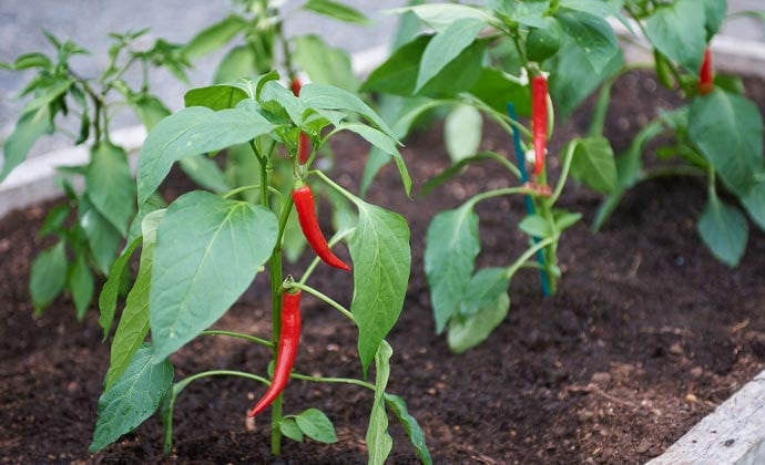 How to grow chillies