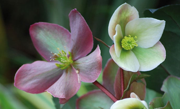 How to plant Hellebores