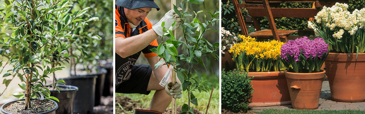 Winter Gardening Tips And Tricks Mitre 10