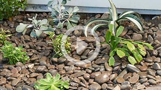 How to grow succulents & cacti