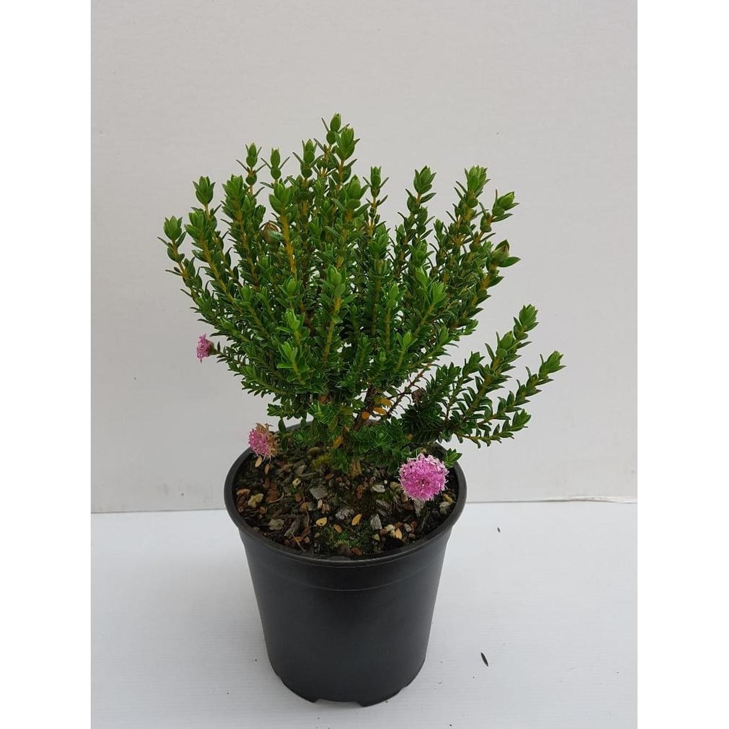 Pimelea Bonne Petite 2.5 Litre | Mitre10