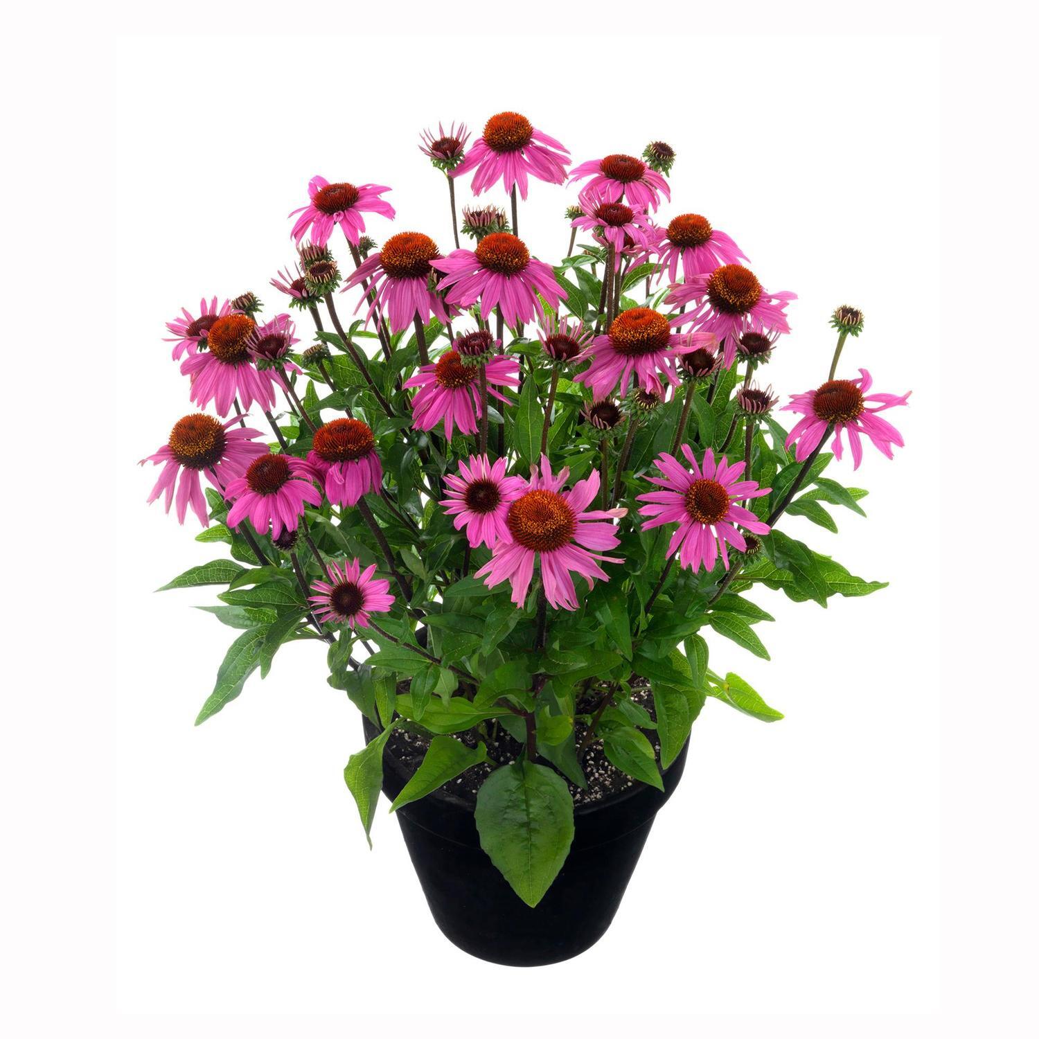 Enrich with Nature Echinacea Moodz Courage Mitre10