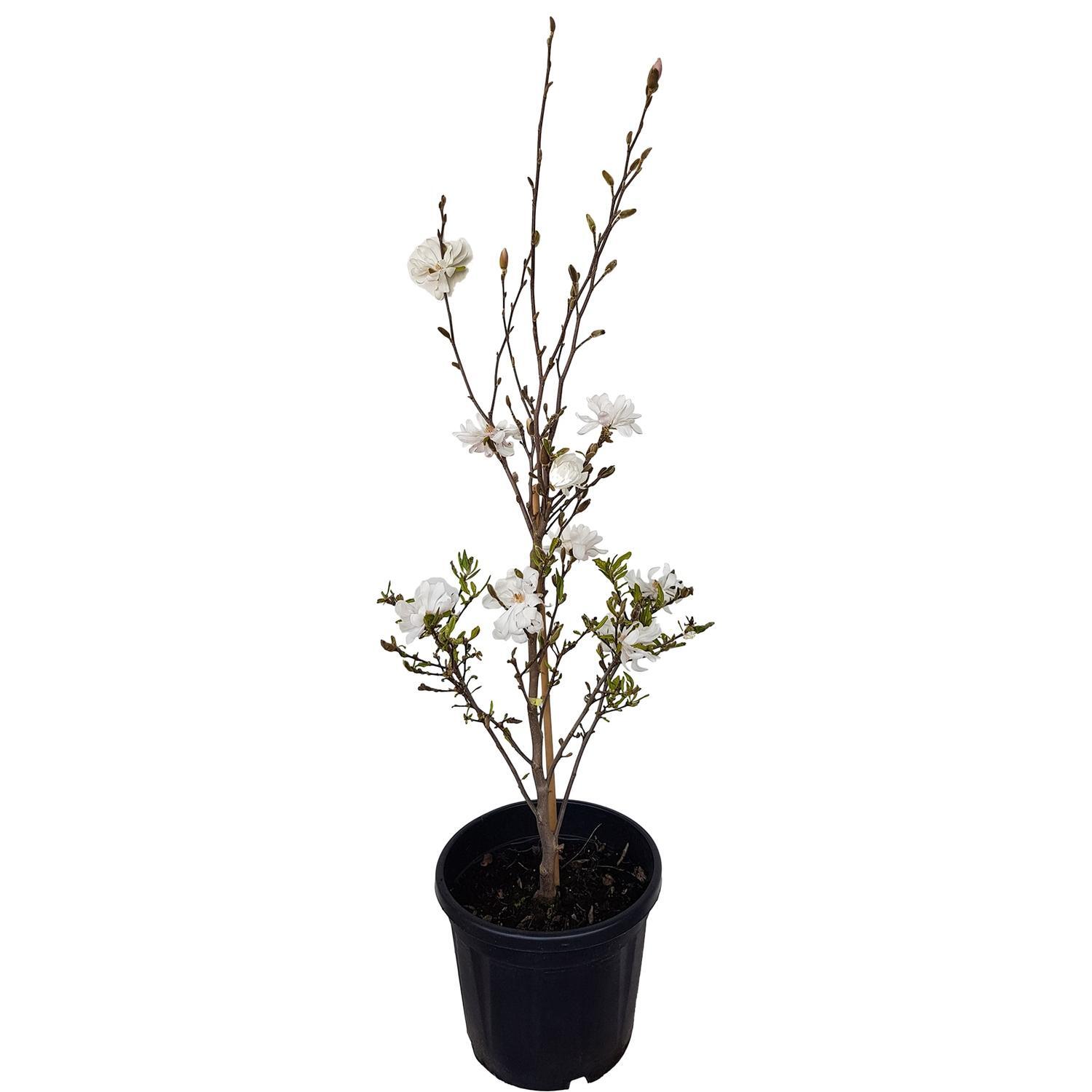 Landscape Stars | Magnolia Royal Star 30 litre | Mitre10