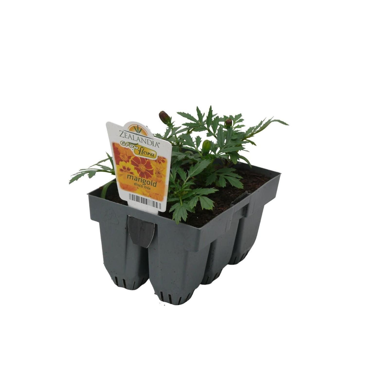 Growflora Marigold Disco Pack Of 6 Mix Mitre10 5339