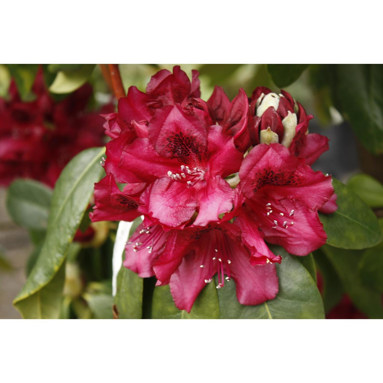 Rhododendron Mrs Jamie Fraser | Rhododendrons