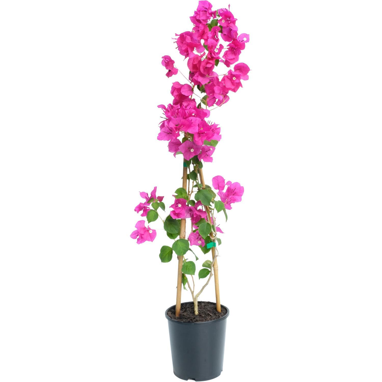 Bougainvillea Plum Crazy 2 Litre | Mitre10