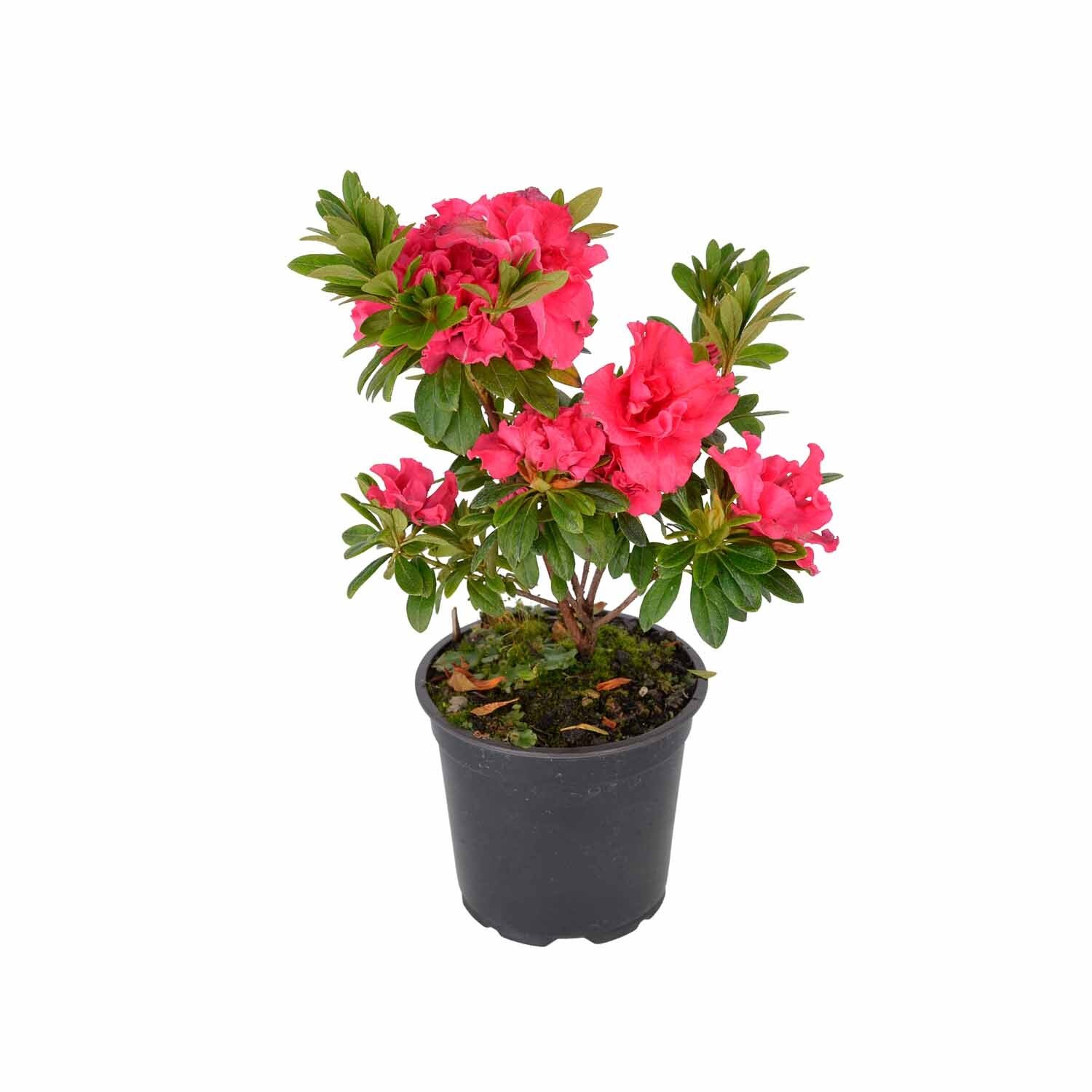 Azalea Evergreen 140mm Assorted Colours | Mitre10