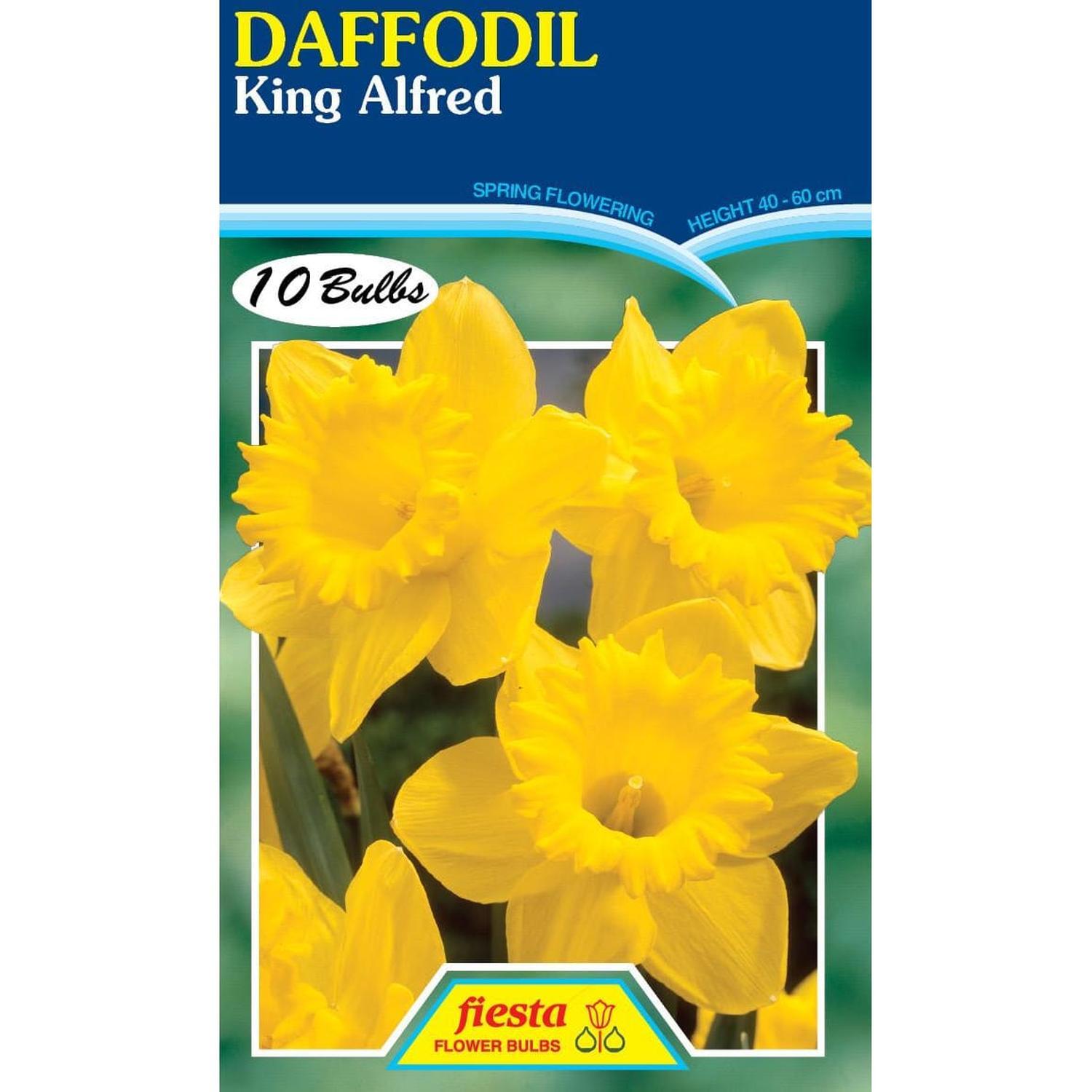 Daffodil King Alfred 10 Pack | Spring Flowering Bulbs