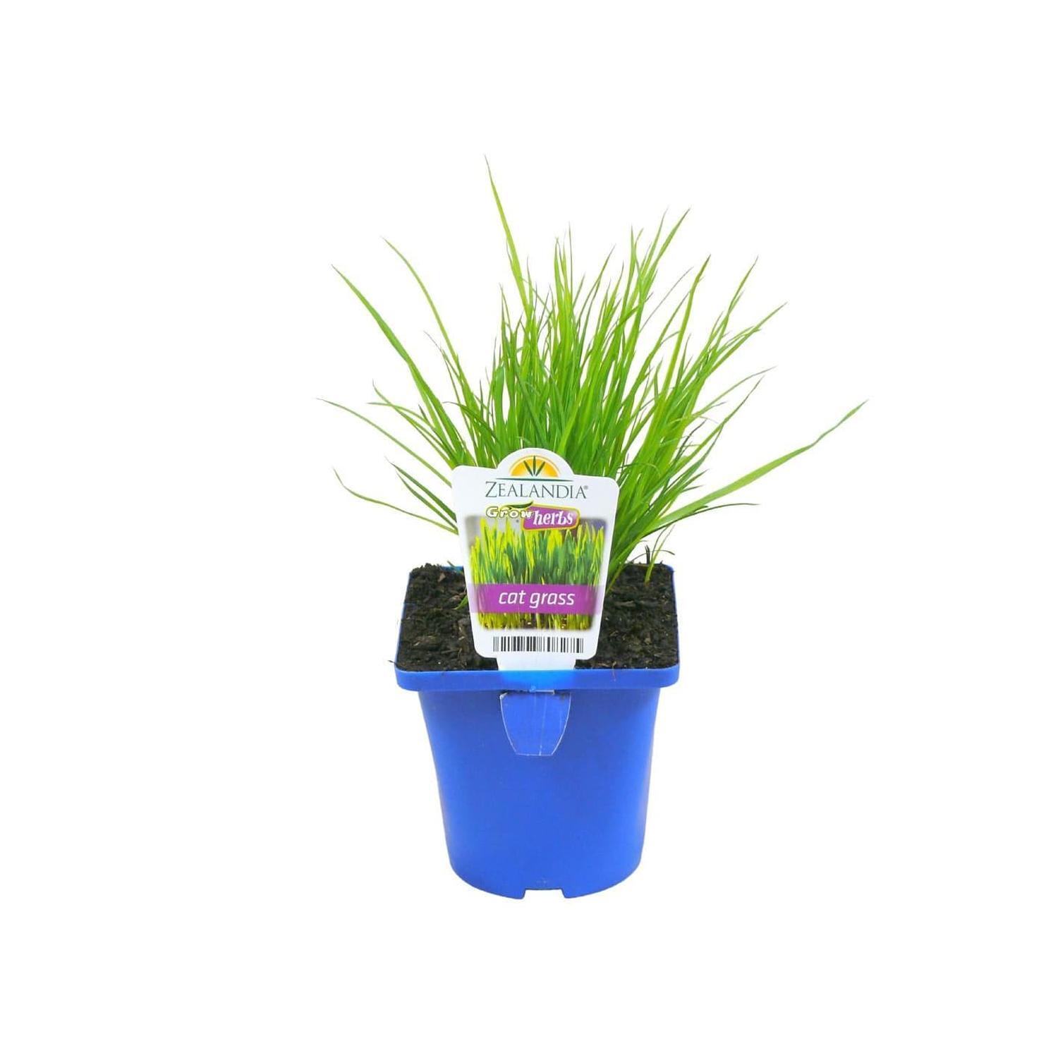 Growfresh Pot | Cat Grass 10cm | Mitre10