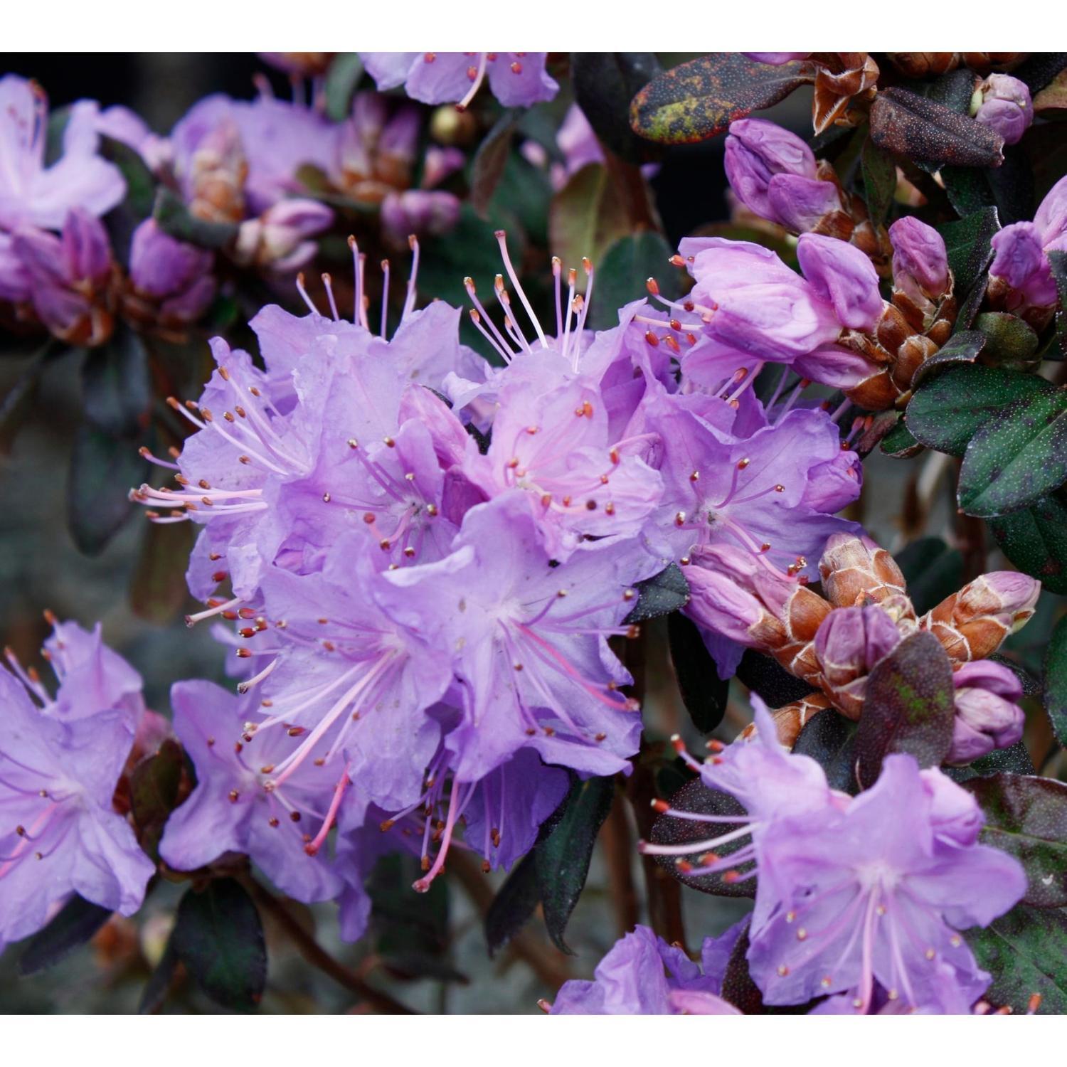 Rhododendron Blue Diamond 6 litre | Mitre10