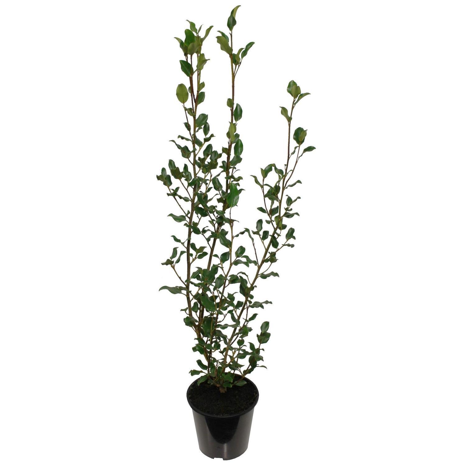 Griselinia Cob 6 Litre 