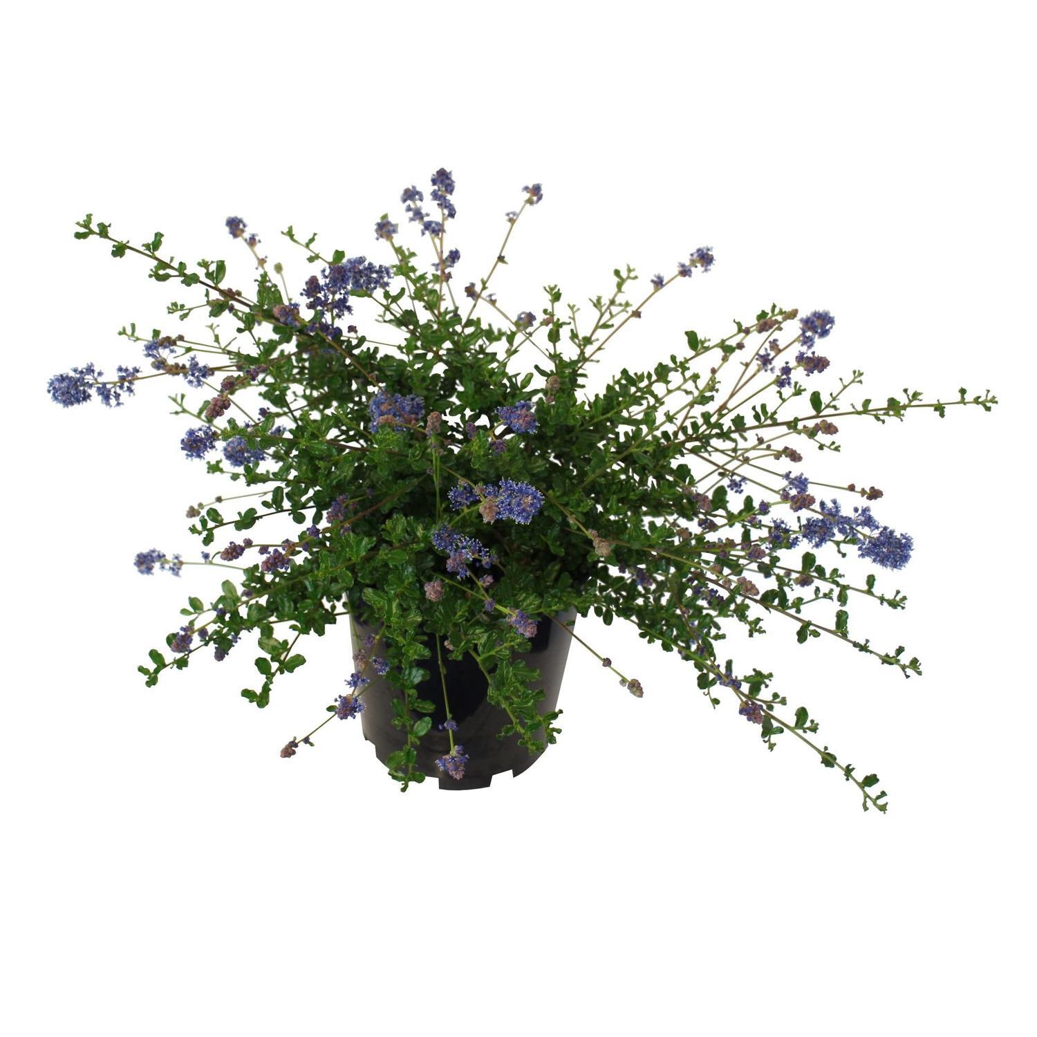 Ceanothus Blue Cushion 3.3 litre | Mitre10