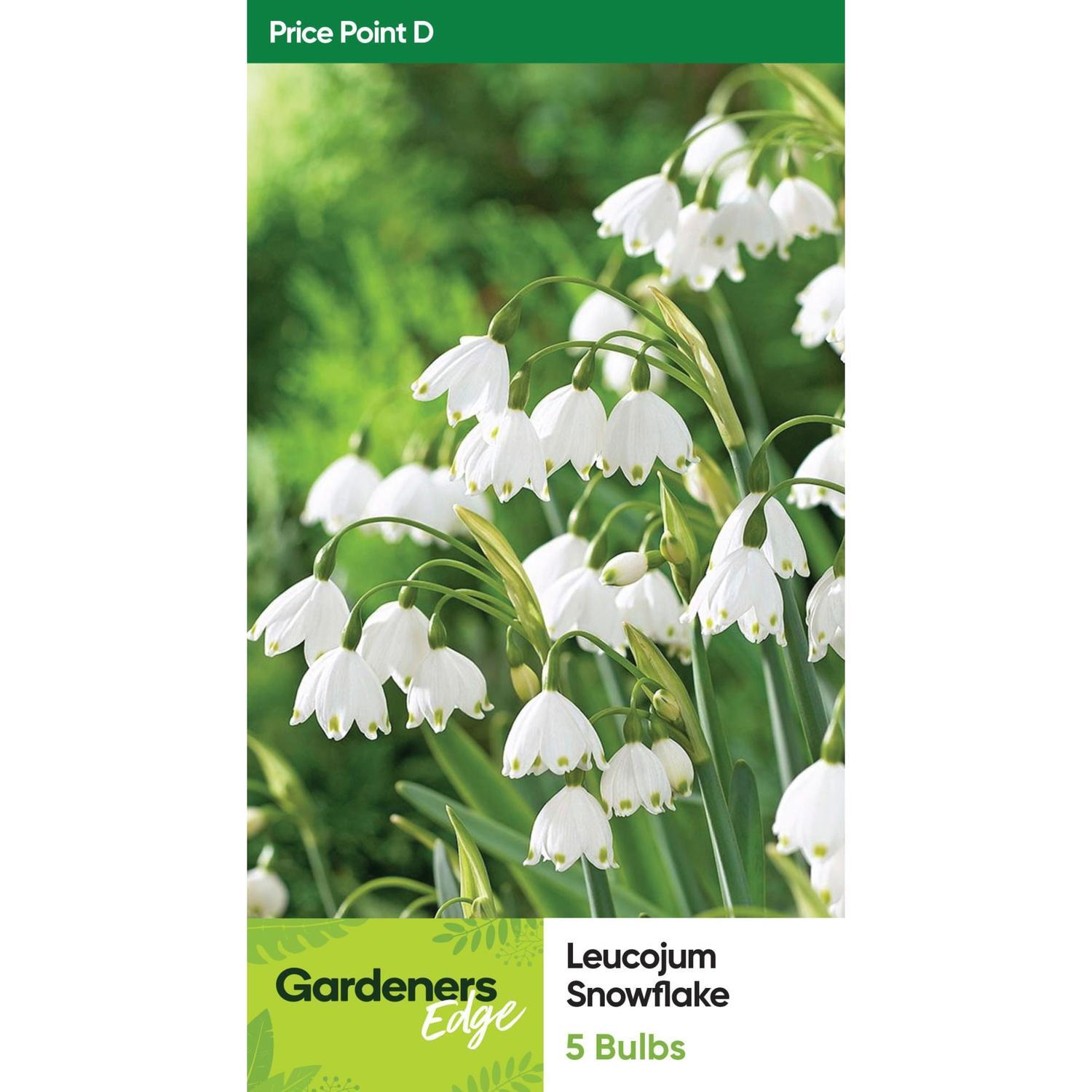 Gardeners Edge | Daffodil Snowflakes Leucojum | Mitre10