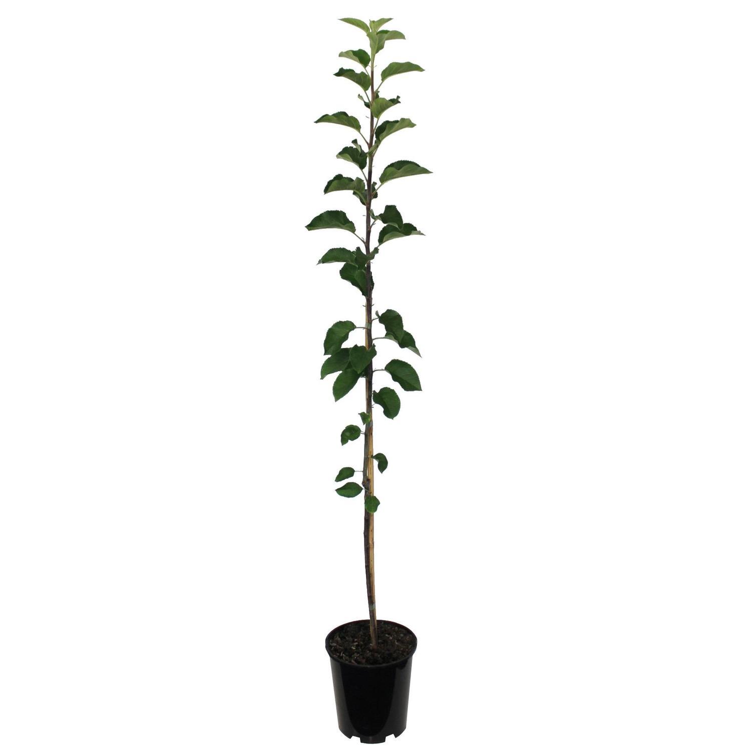 Apple Dwarf 'Topaz' 4.7 litre Fruit Trees