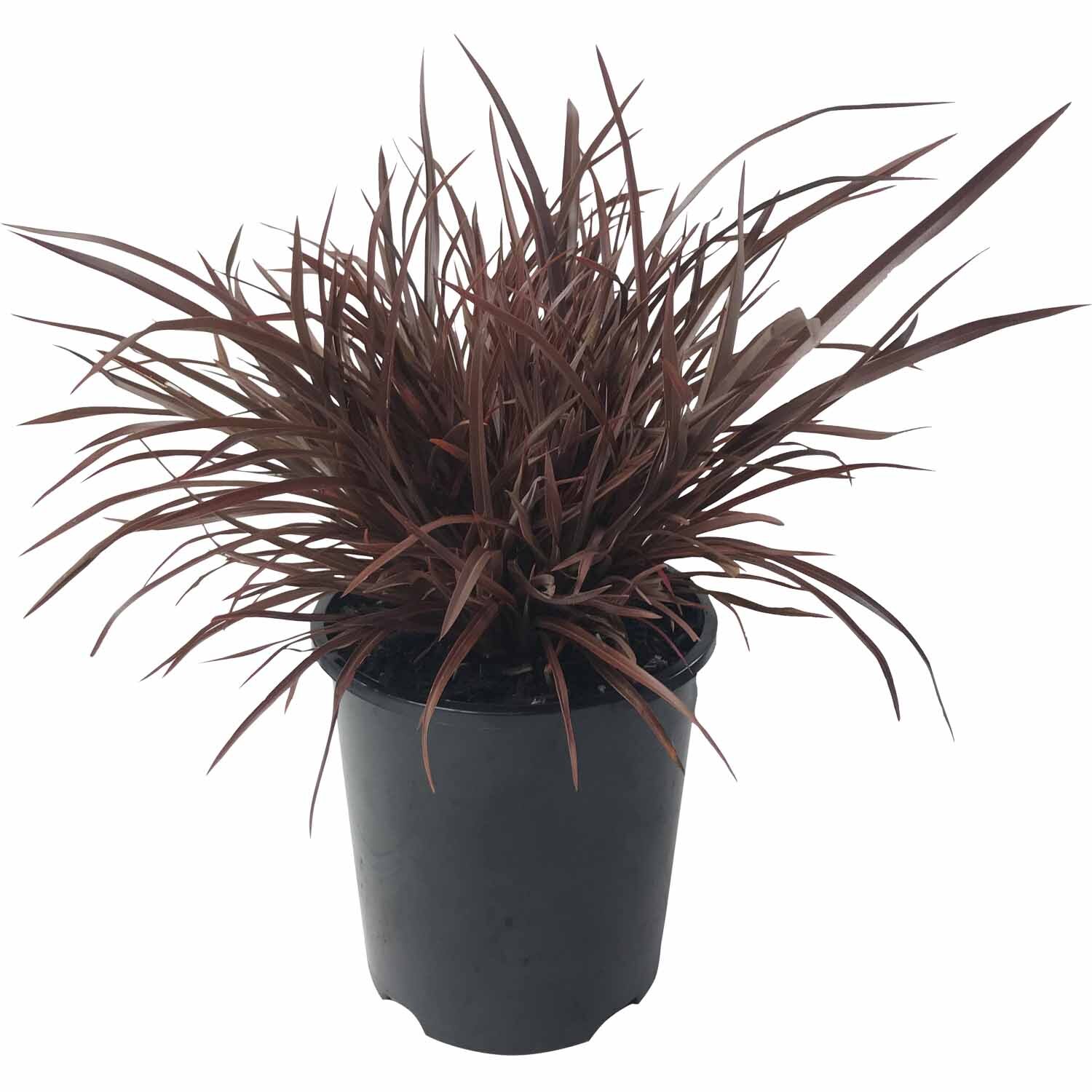 Phormium Sweet Mist 2 Litre | Mitre10