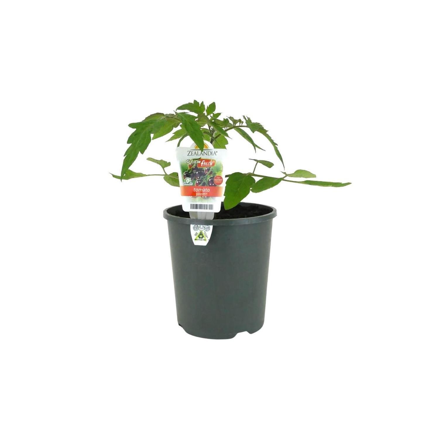 Tomato Yoom 1.5 Litre Pot Mitre10