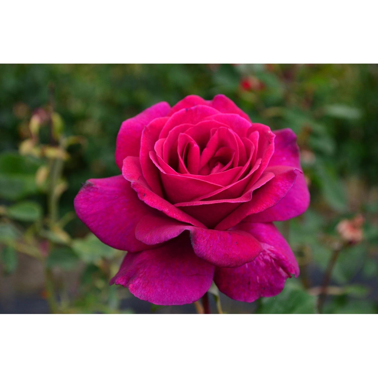 Blackberry Rose main image 1
