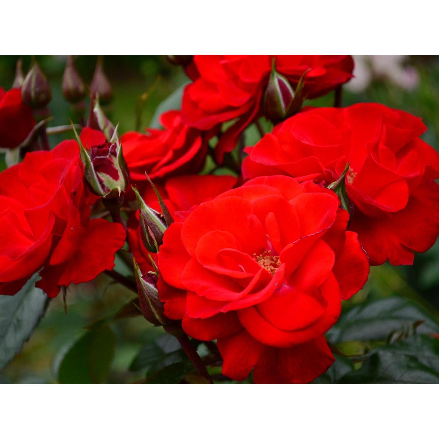 Rose Plant 6 Litre Orange /Red | Mitre10