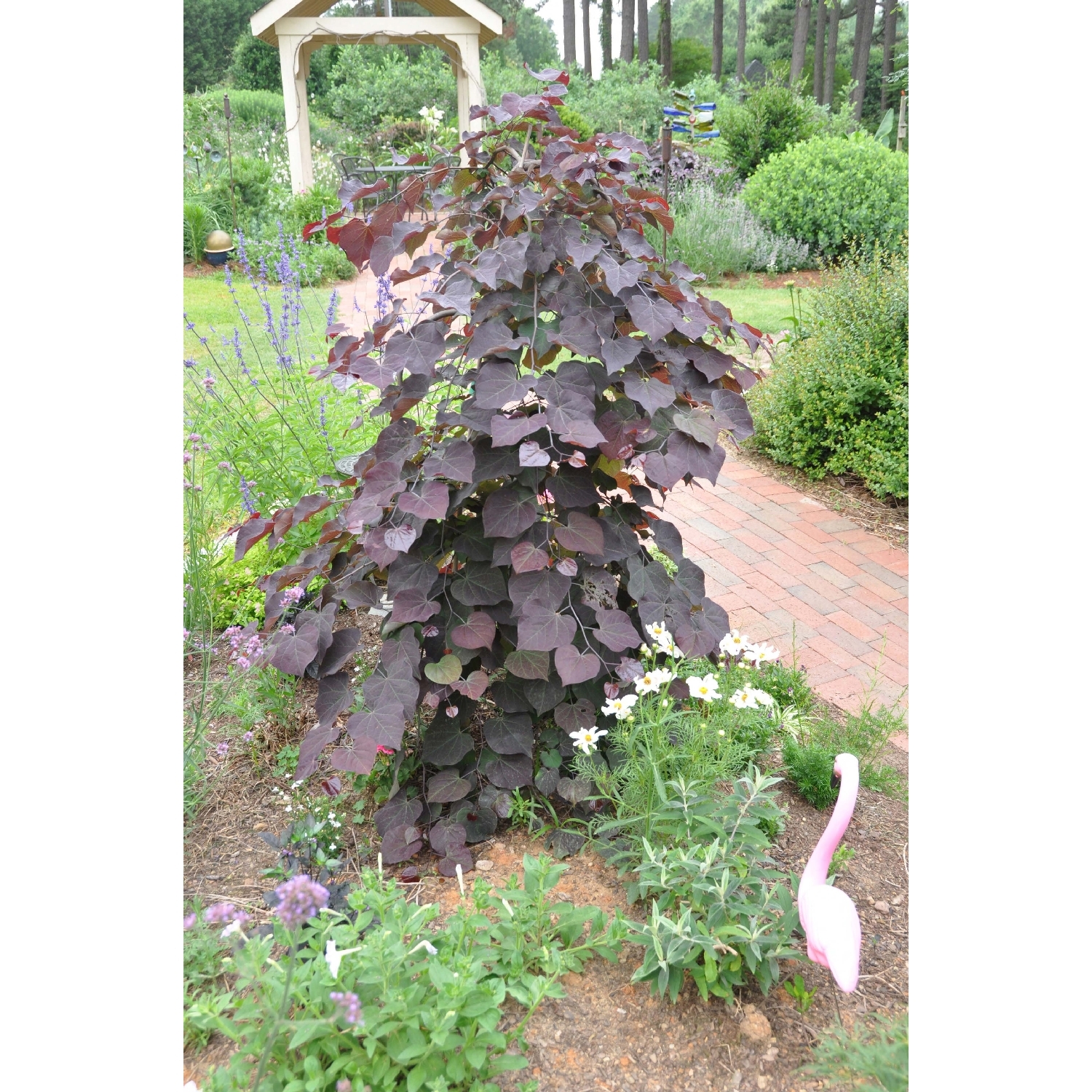 Cercis 'Ruby Falls' | Evergreen & Deciduous Trees
