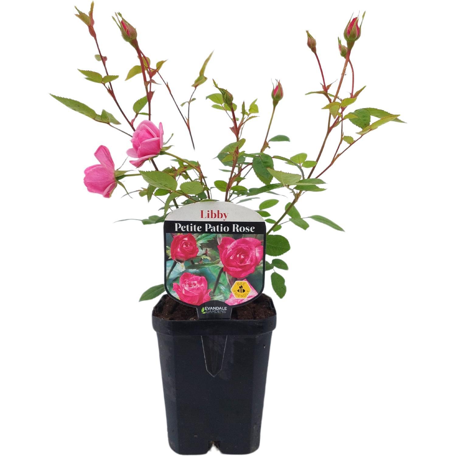 Patio Rose Libby | Patio Roses
