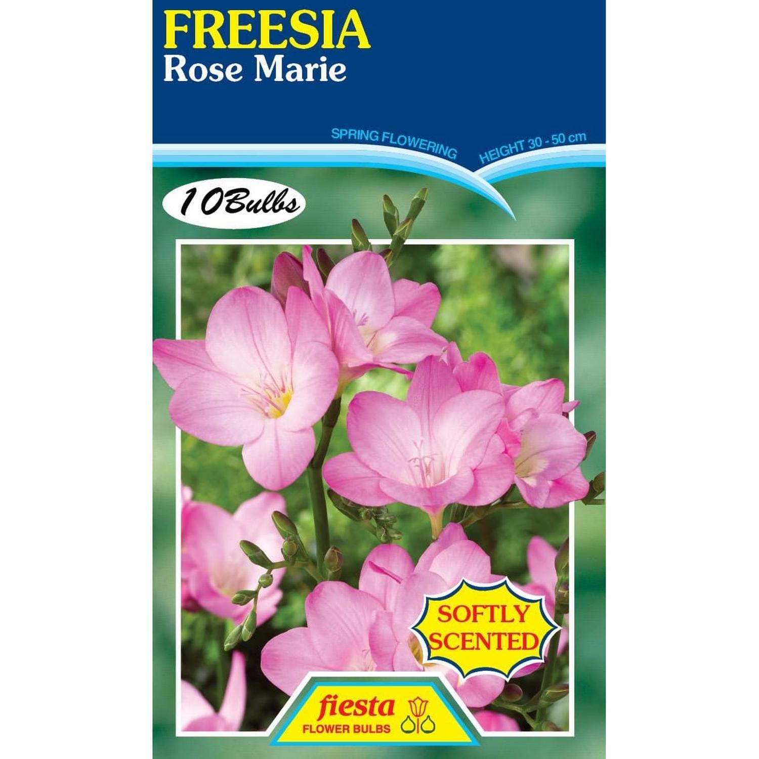 Freesia Rose Marie 10 Pack | Spring Flowering Bulbs