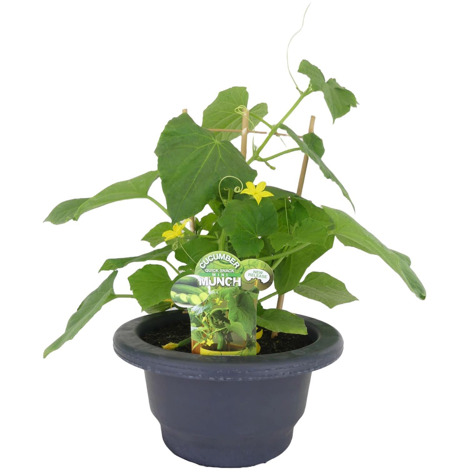 Cucumber Quick Snack Mini Munch 30cm Patio Planter Ready To Go