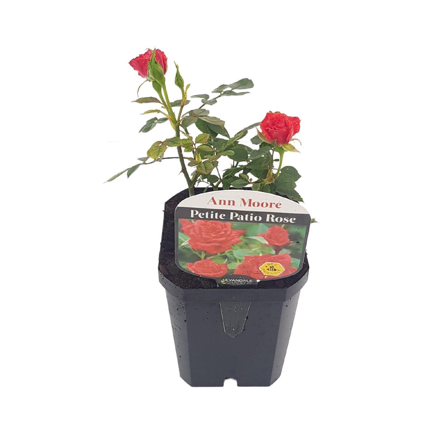 Patio Rose Ann Moore Patio Roses