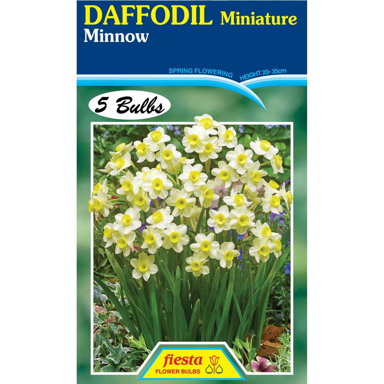 Daffodil Miniature Minnow 5 Pack | Spring Flowering Bulbs