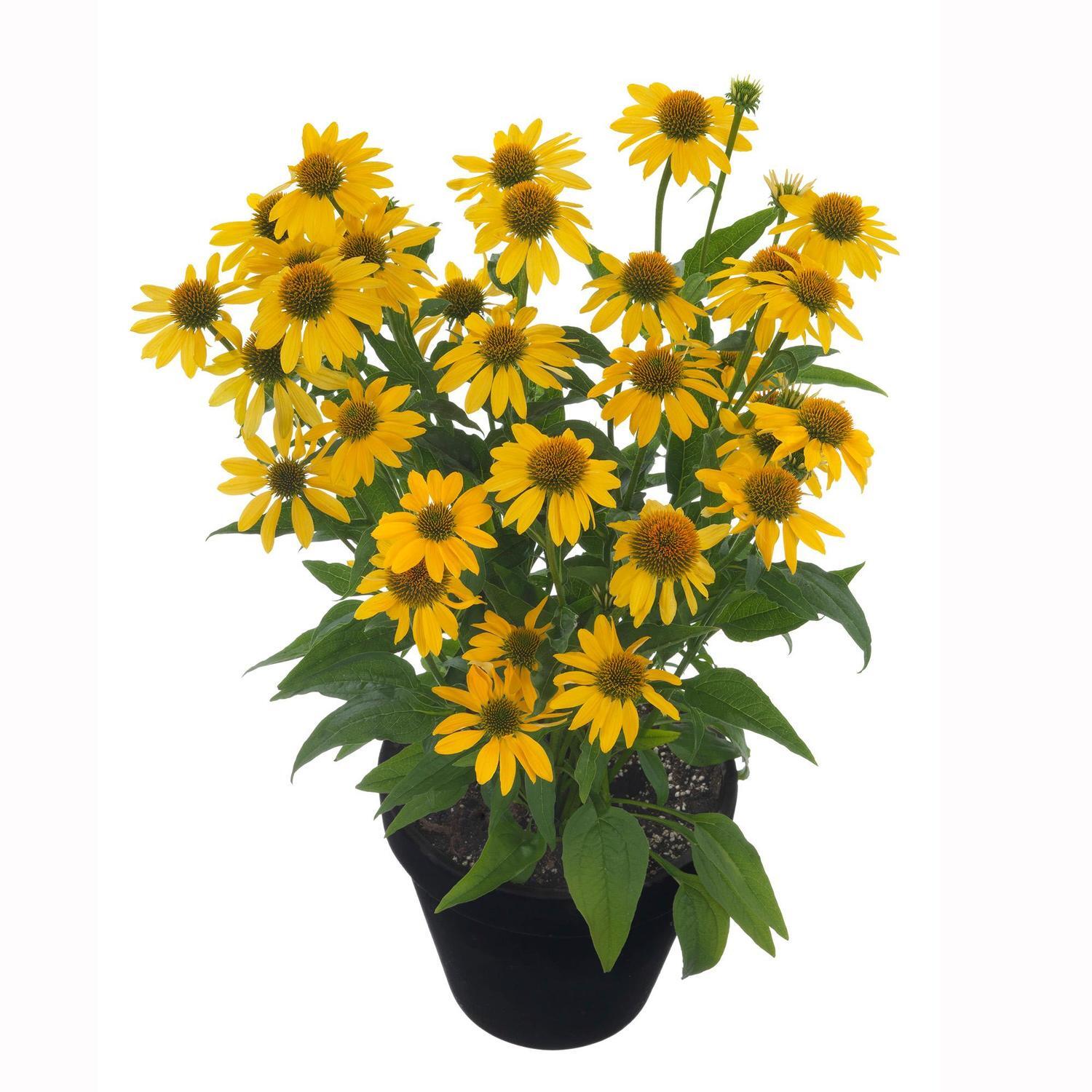Echinacea Moodz Dream 14800