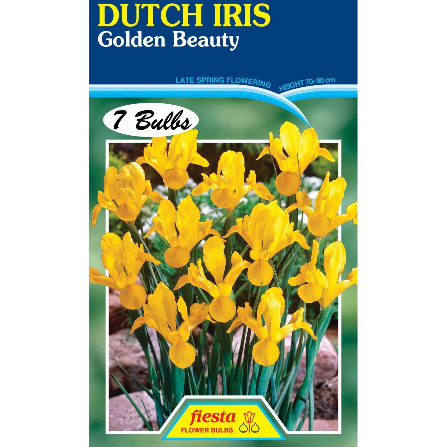 Dutch Iris Golden Beauty 7 Pack | Spring Flowering Bulbs