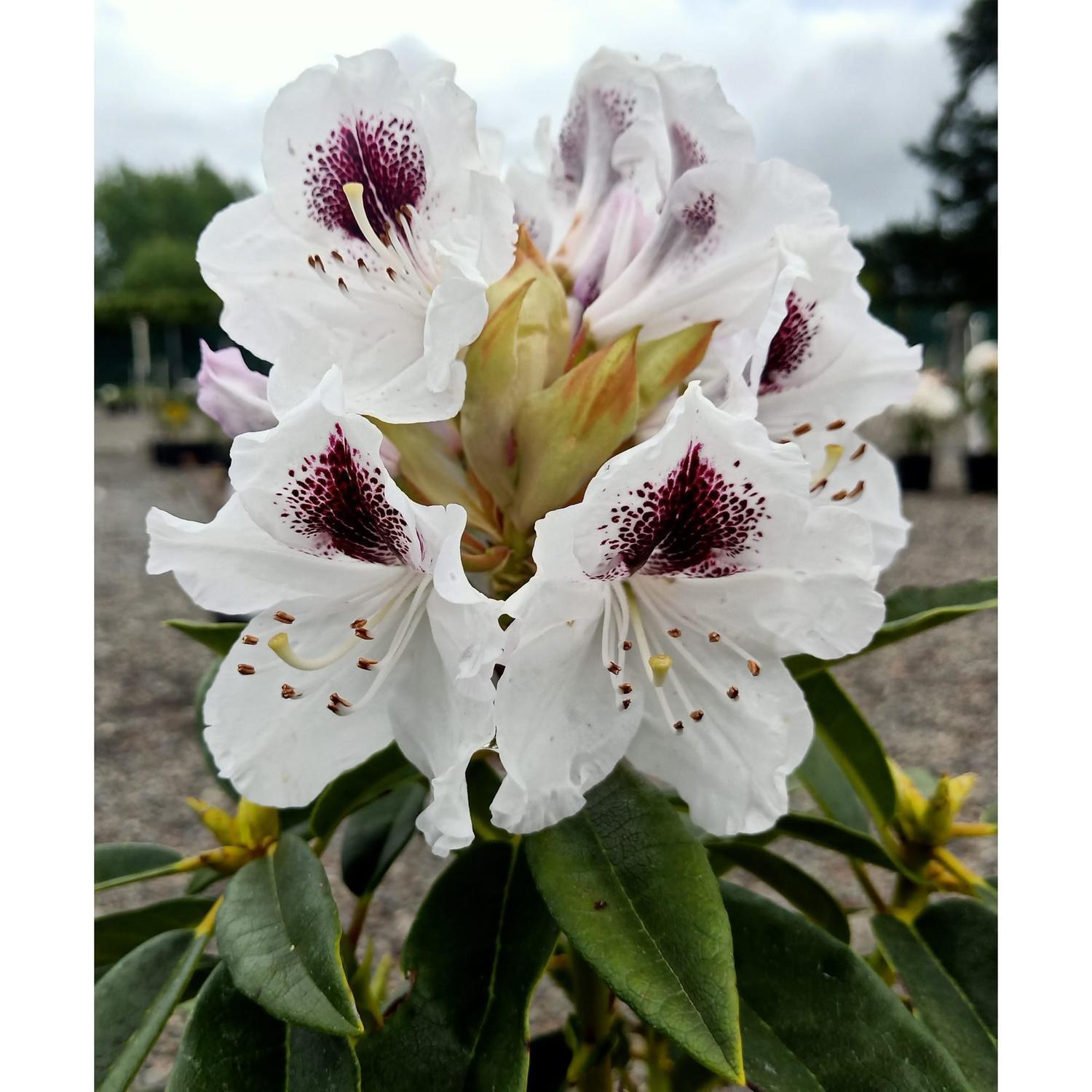 Rhododendron Sappho | Rhododendrons