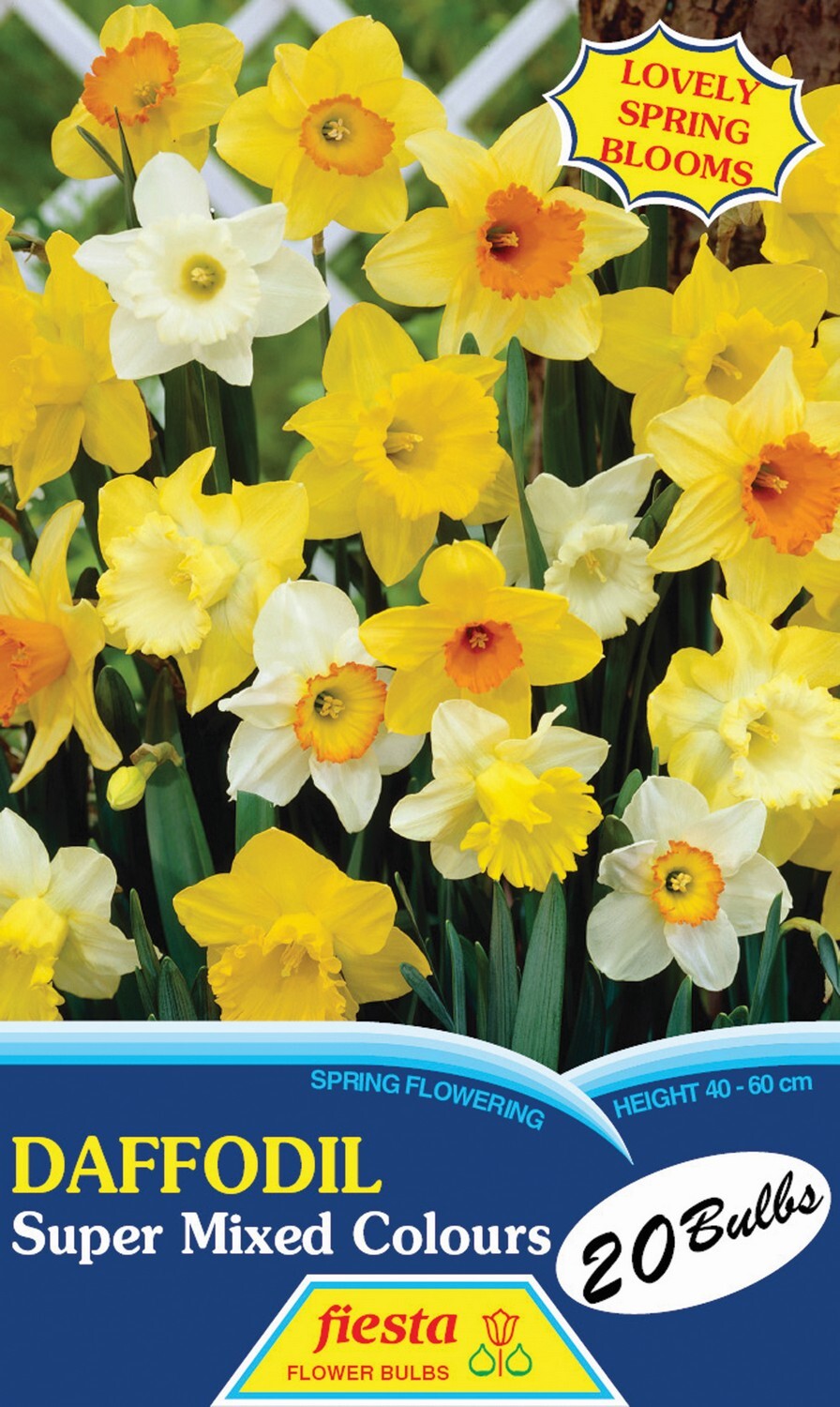 Fiesta | Daffodil Super Mixed 20 Pack | Mitre10