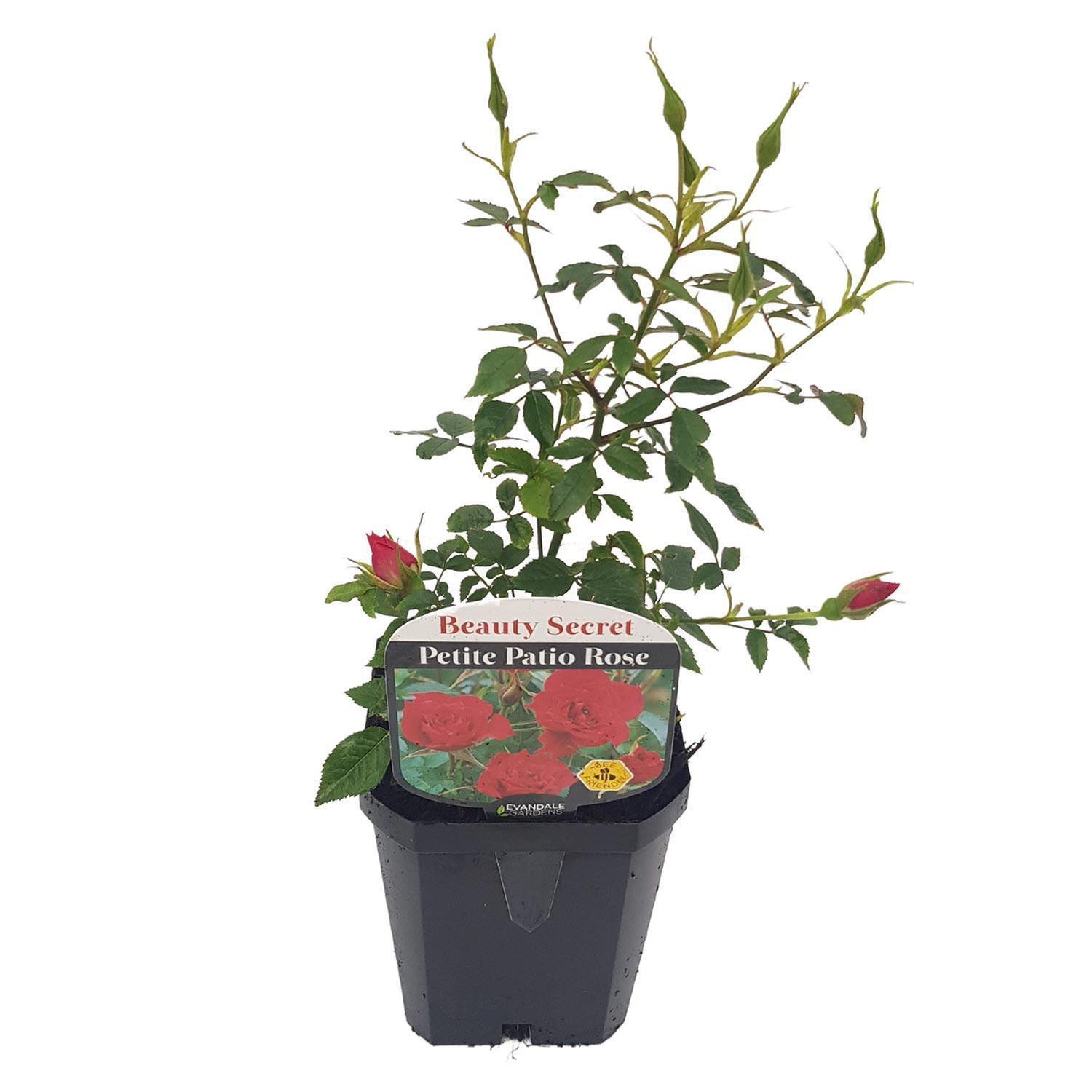 Patio Rose Beauty Secret Patio Roses