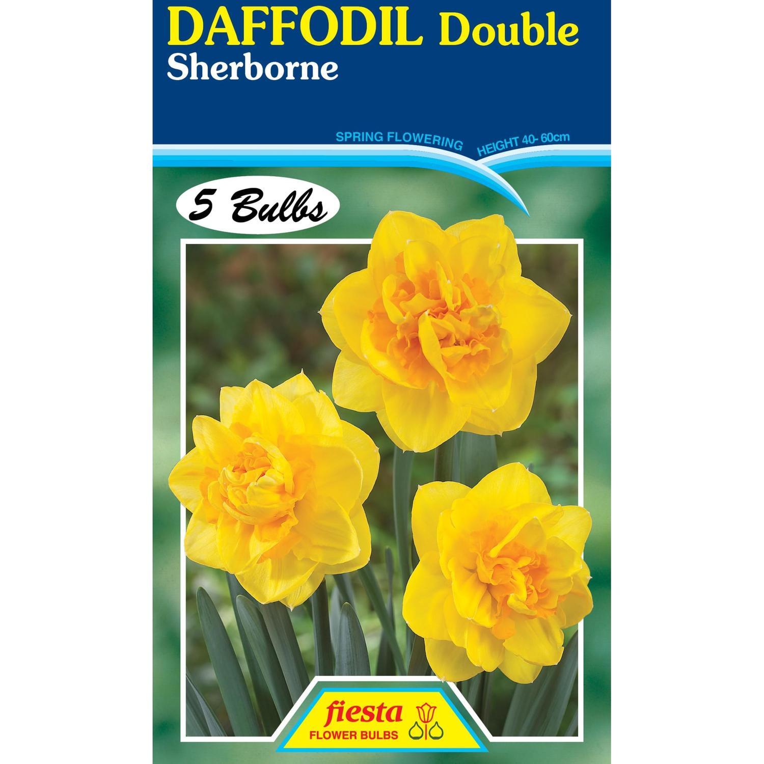 Daffodil Double Sherborne 5 Pack | Spring Flowering Bulbs